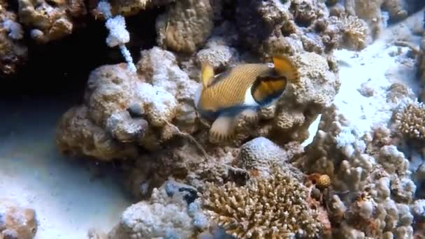 HD-video kuvamateriaalia Titan Triggerfish (Balistoides viridescens) Punaisellamerellä, Egypti - Materiaali, video