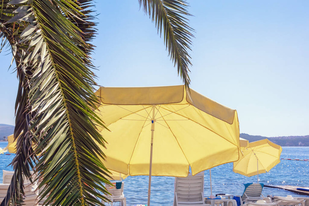 Пляжные каникулы. Пляжные зонтики возле пальмы в солнечный день. Монтенегро, Адриатическое море, залив Котор вблизи города Тиват - Фото, изображение
