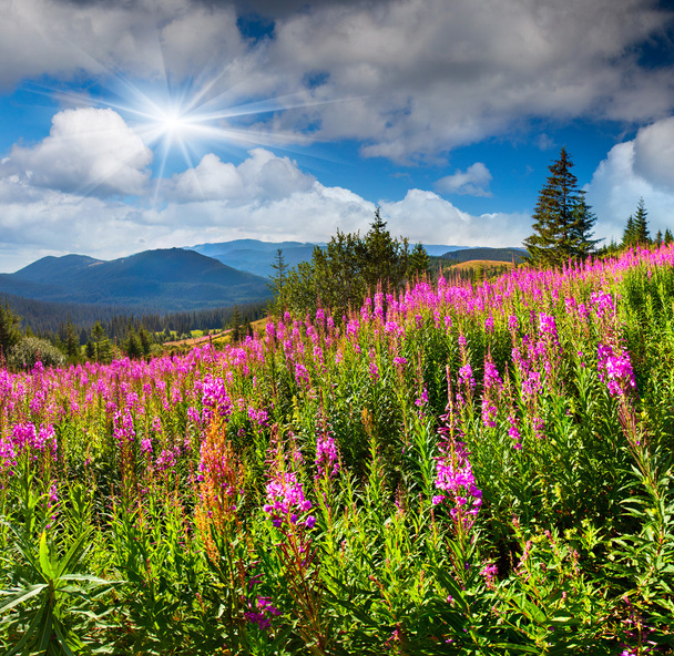 Summer landscape in the mountains with pink flowers - Valokuva, kuva