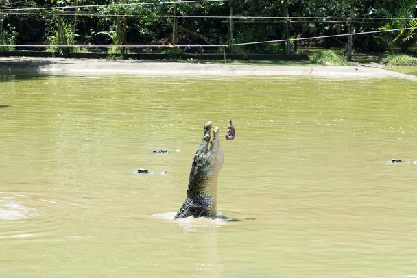 Krokodýl čas krmení - Fotografie, Obrázek