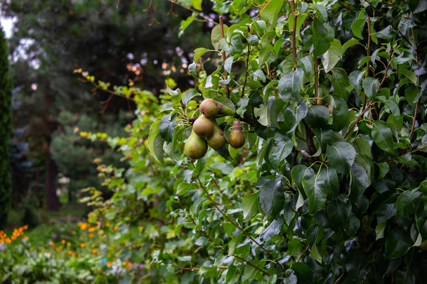 Πράσινα αχλάδια στην αχλαδιά. Η βολή έγινε με φυσικό, απαλό φως. - Φωτογραφία, εικόνα