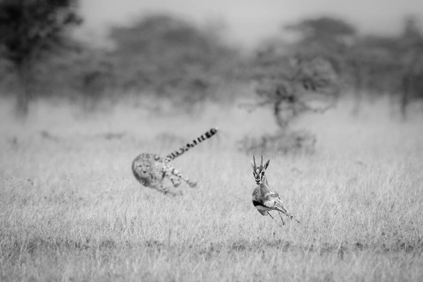 Mono guepardo persiguiendo a Thomson gacela en espinas - Foto, Imagen