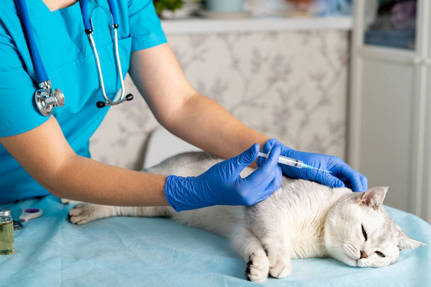 veterinario con una visita a la casa hace una inyección de un gato escocés pura sangre, tratamiento de mascotas. - Foto, imagen