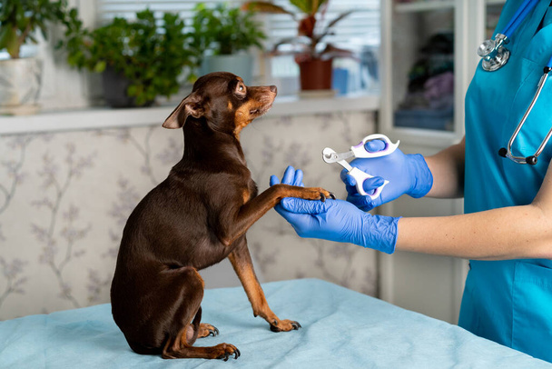 Νυχιών απόξεση ενός σκύλου από έναν κτηνίατρο σε ομοιόμορφη, κτηνιατρική κλινική, φροντίδα για μικρές φυλές σκύλων. - Φωτογραφία, εικόνα