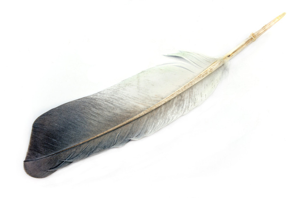 Feather isolated on white - Photo, Image