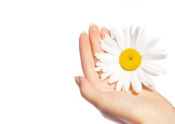 Woman's hands with a daisy isolated on white - Φωτογραφία, εικόνα