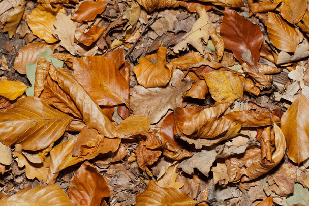 Eindruck von Blättern und Herbstfarben - Foto, Bild