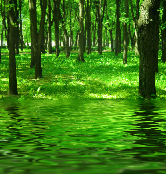 Чарівний ліс біля річки
 - Фото, зображення