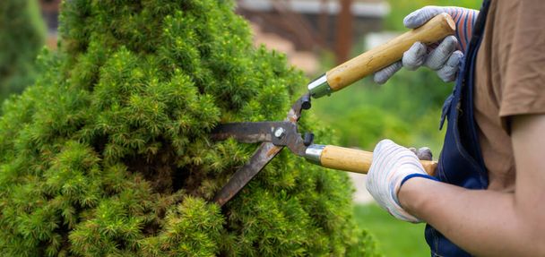Ammattimainen puutarhuri leikkaa thuja-puun parempaan muotoon - Valokuva, kuva