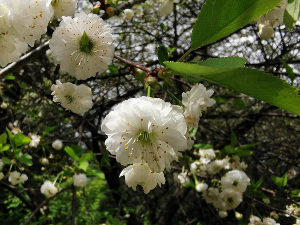 Um ramo de cereja dupla (lat. Cerasus vulgaris Mill. f. plena (L.) Sok) com flores brancas sobre um fundo de céu verde e azul. - Foto, Imagem