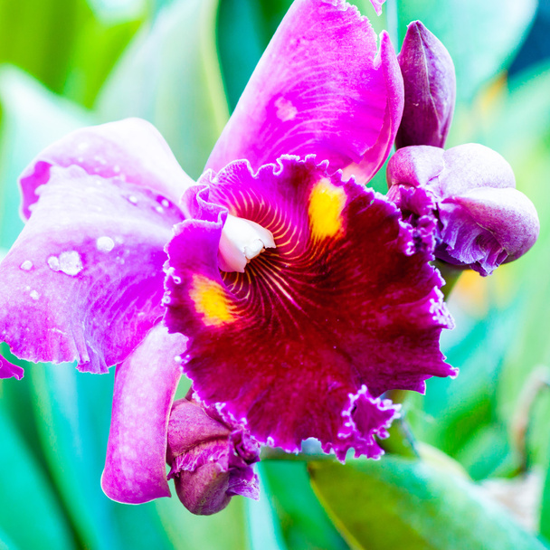 κοντινό πλάνο πλάνο για orchids cattleya πολύχρωμο - Φωτογραφία, εικόνα