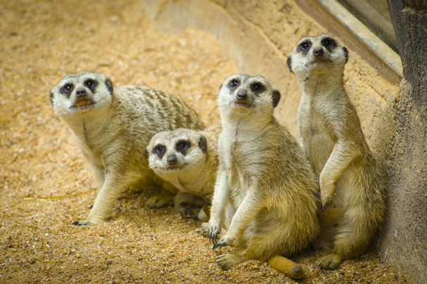 Meerkats - Photo, Image