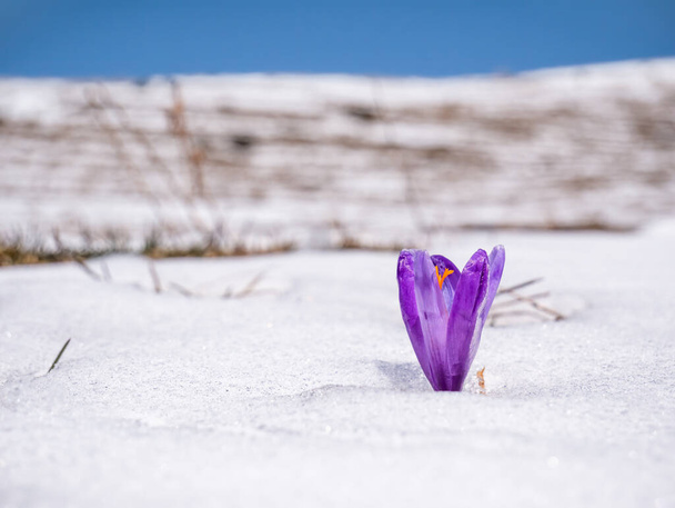 Crocus heuffelianus o Crocus vernus (crocus primaveral, crocus gigante) flor púrpura que florece a través de la nieve - Foto, imagen