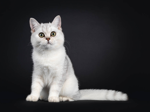 かわいい銀の影英国の短毛猫子猫は、正面に直面して座っている。カメラを向ける。黒い背景に隔離された. - 写真・画像