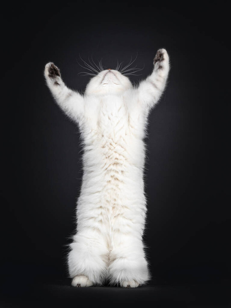 Mignon chaton chat à poil court britannique argenté, sur pattes de biche atteignant quelque chose. Regarder en l'air sans montrer son visage. Isolé sur un fond noir. - Photo, image
