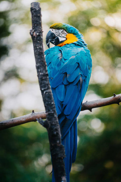 A blue-and-yellow Macaw perched on a tree branch with an angry face - Valokuva, kuva