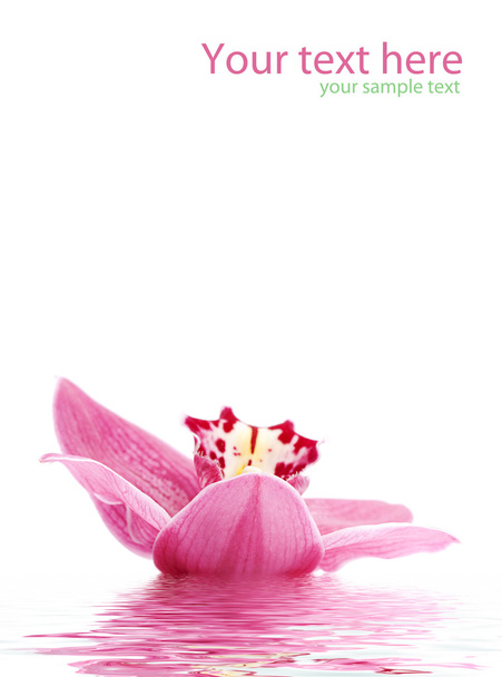 Greetingcard with beautiful orchid - Foto, Imagen