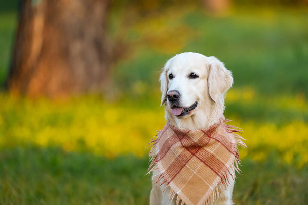 Ritratto di un felice golden retriever in una bandana o sciarpa a scacchi - Foto, immagini