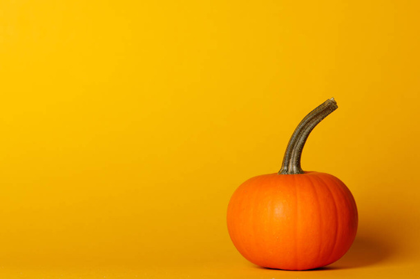 One pumpkin on orange background halloween thanksgiving card with copy space for text - Φωτογραφία, εικόνα