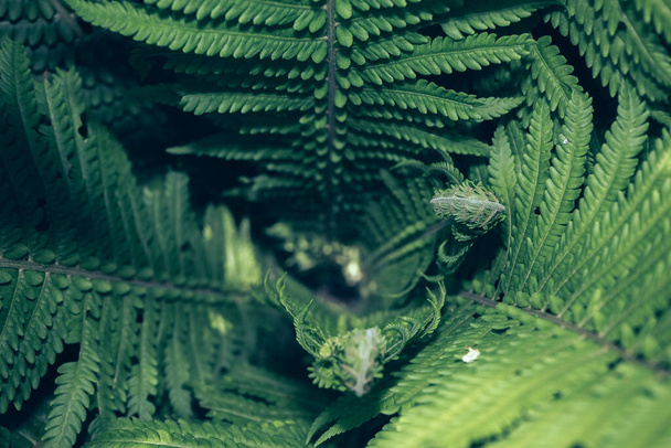 Detail kapradiny v lese. Krásné pozadí vzor pro design. - Fotografie, Obrázek