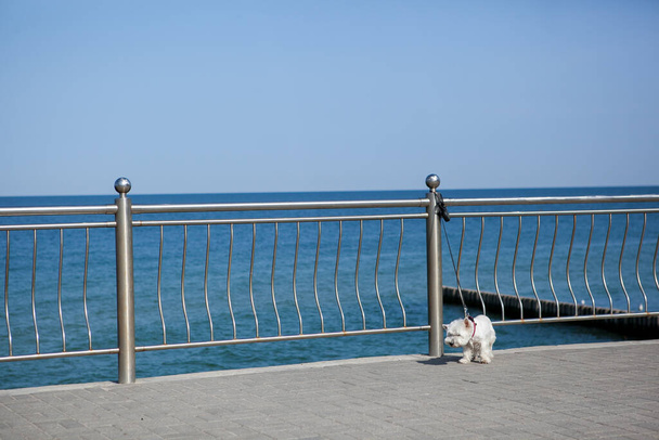 a small white dog on a leash on the promenade near the sea on a sunny day - Zdjęcie, obraz