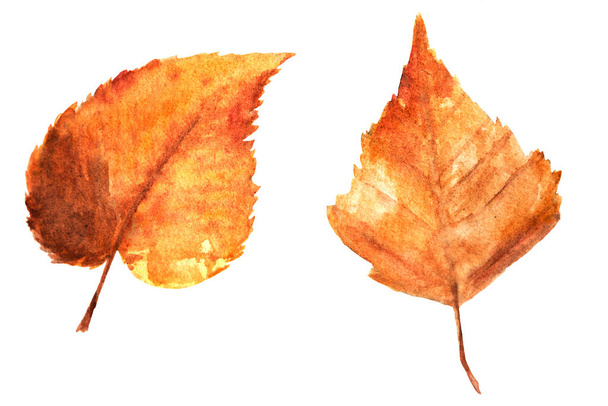 Watercolor drawing of autumn leaves isolated on the white background. Hand painted illustration of birch leaf. - Фото, зображення