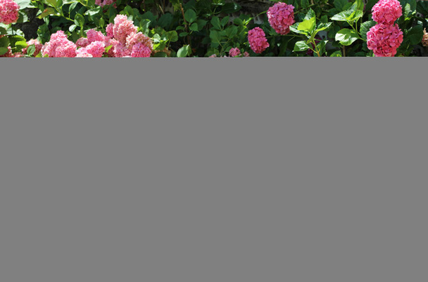 bloembed met veel grote gekleurde hortensia 's van levendige fuchsia die bloeide in de zomer - Foto, afbeelding