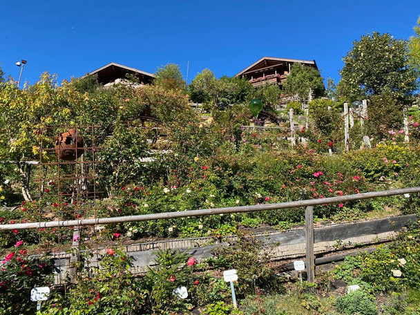 Сад троянд Uhrerhof (найвищий сад троянд в Європі) або Rosarium Uhrerhof (Hoechstgelegener Rosengarten Europas) або Roseto Ortisei - Південний Тіроль, Італія (Suedtirol, Italien.) - Фото, зображення