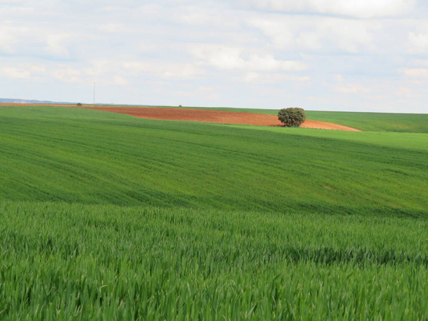 landscape field of green cereal nature beautiful castile Spain - Fotoğraf, Görsel