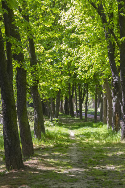bir orman yoluyla toprak yol - Fotoğraf, Görsel