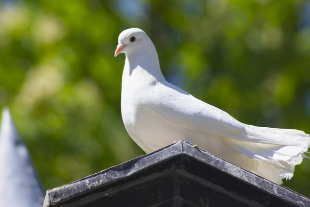 white dove sunbathing on a roof - Foto, immagini