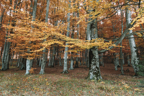 Autumn landscape of colorful forest - Foto, immagini