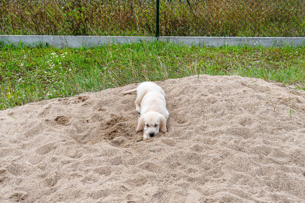 Щенок золотистого ретривера лежит на куче песка на заднем дворе. - Фото, изображение