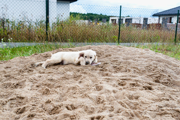 Um cachorro golden retriever macho morde mulheres chinelos em uma pilha de areia no quintal. - Foto, Imagem