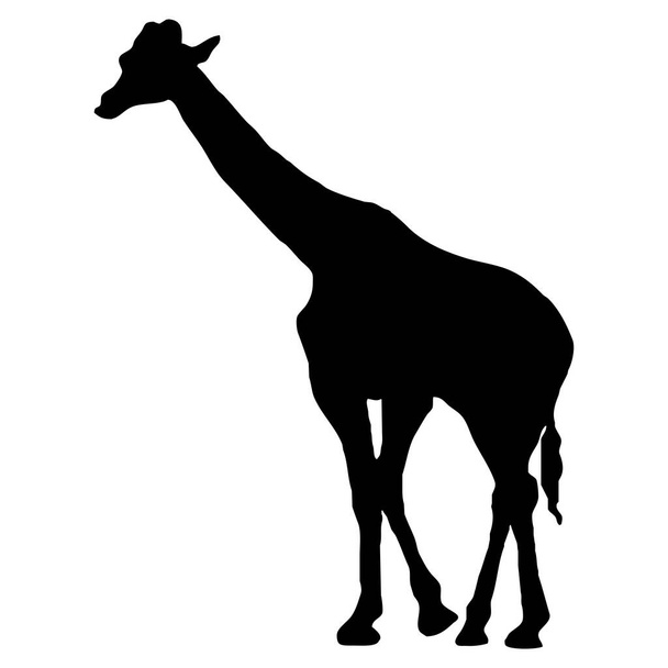 Vector animal illustration. Black giraffe on a white background. - Vecteur, image