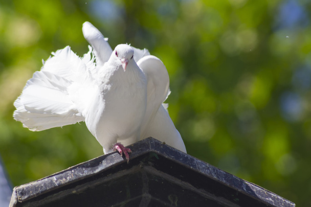 Белый голубь с царапинами на лапах.
 - Фото, изображение