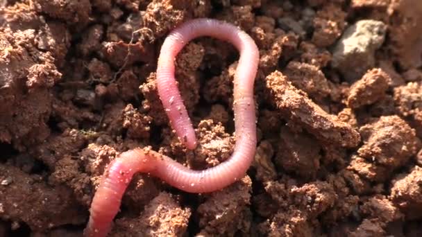 Gusano de la tierra, o gusano de la lluvia (Lumbricina), un suborden de gusanos de cerdas pequeñas del orden Crassiclitellata. La longitud corporal de los representantes de diferentes especies es de 2 cm a 3 m.  - Imágenes, Vídeo
