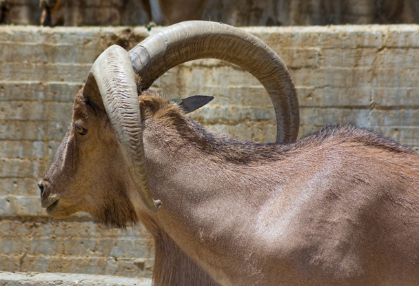 European mountain goats with big horns - Photo, Image