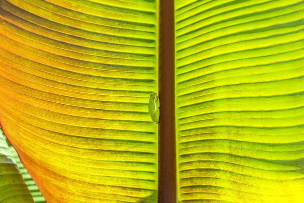 zöld béka ül a pálmafa  - Fotó, kép