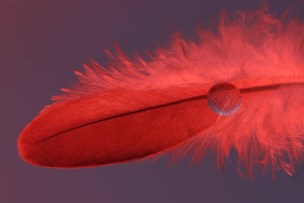 一滴の水で赤い羽を閉じて構造を拡大する - 写真・画像