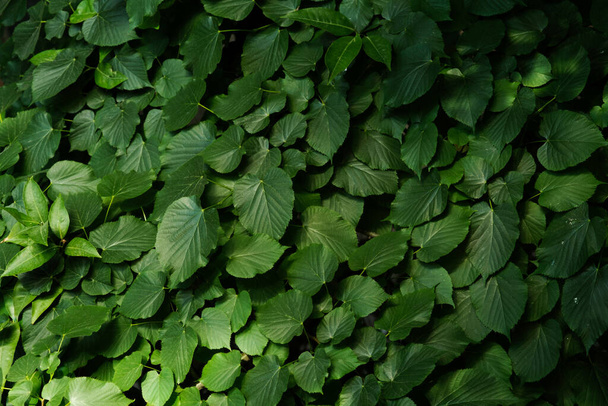 Close up texture shot of green leaves background. - Fotoğraf, Görsel