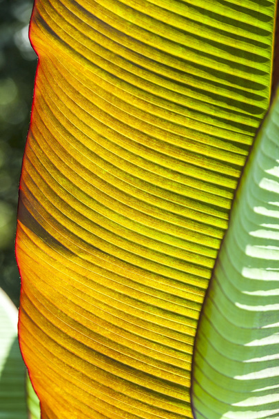 palma w ogrodzie - Zdjęcie, obraz