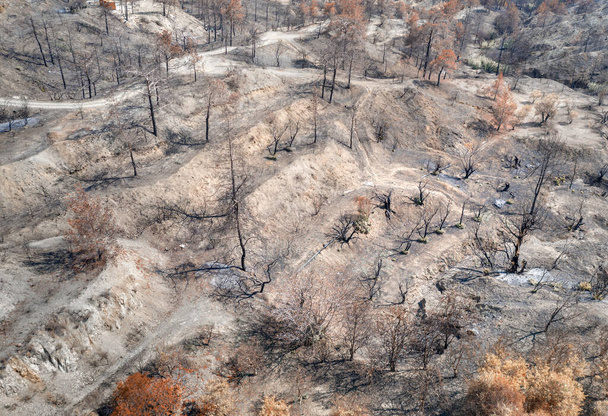 Fruit garden destroyed by a wildfire. Rural area, aerial landscape with burnt and dried trees - Photo, Image
