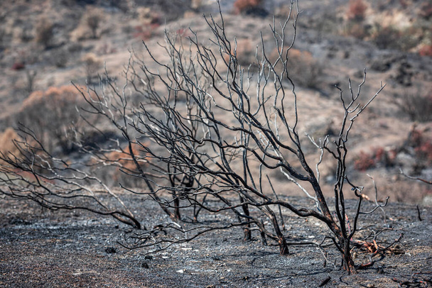 Kırsal bölgedeki yangından sonra kül olmuş ağaçlar ve zemin.  - Fotoğraf, Görsel
