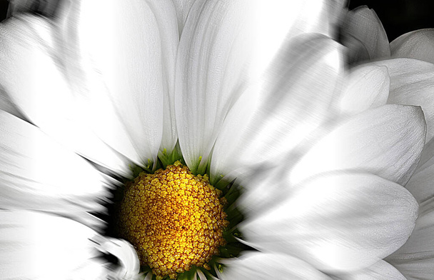 Valkoinen kukka abstrakti liike hämärtää lähikuva - Valokuva, kuva