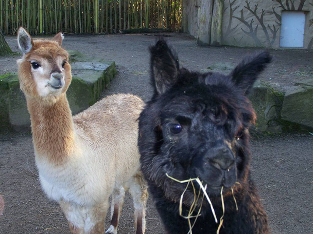 Carini gli alpaca nello zoo di Dortmund, Germania - Foto, immagini