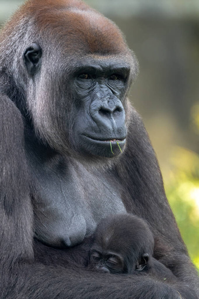 Western Lowland Gorilla (γορίλλας γορίλλας γορίλλας), μητέρα και μωρό - Φωτογραφία, εικόνα