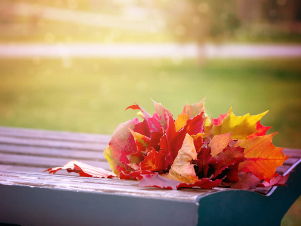 Осенний букет листьев на скамейке под солнцем - Фото, изображение