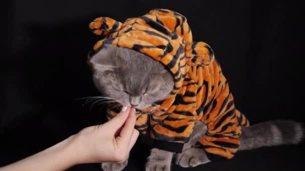 Cat Tiger eet voedsel Nieuwjaar 2022 - Video