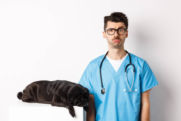 Veteriner kliniğinde yakışıklı erkek doktorun yanında yatan yorgun siyah köpek pug, kameraya şaşkın şaşkın bakan veteriner, beyaz arka planda duran - Fotoğraf, Görsel
